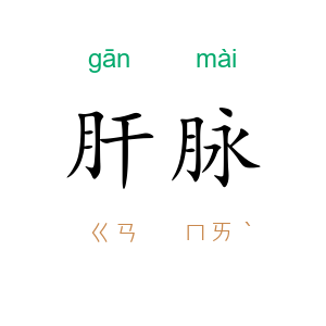 肝脉