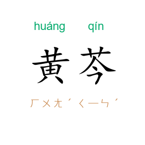 黄芩