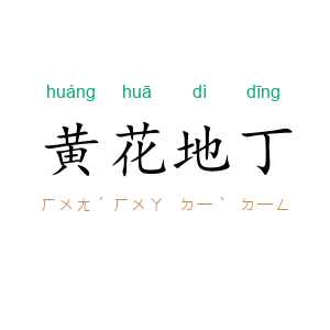黄花地丁