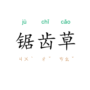 锯齿草
