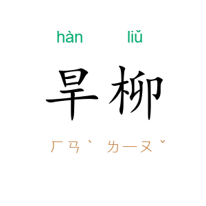旱柳