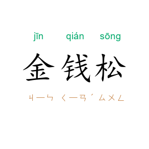 金钱松