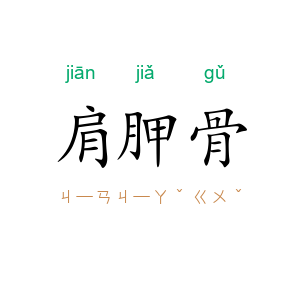 肩胛骨