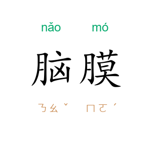 脑膜