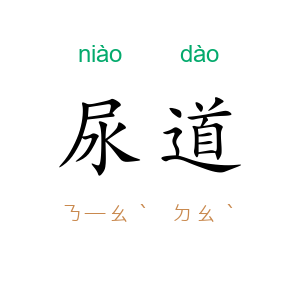 尿道