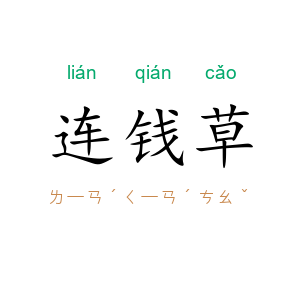 连钱草