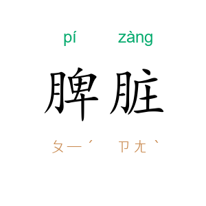 脾脏
