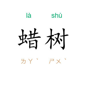 蜡树