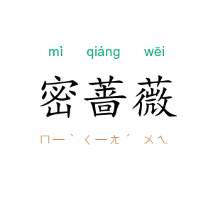密蔷薇