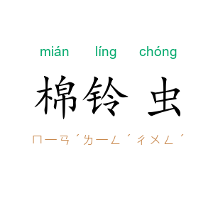 棉铃虫