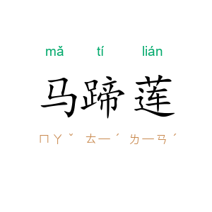 马蹄莲