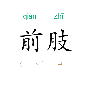 前肢