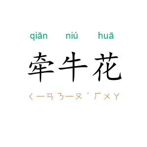 牵牛花