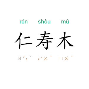 仁寿木
