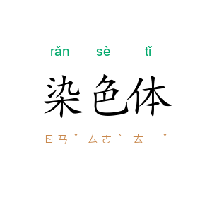 染色体