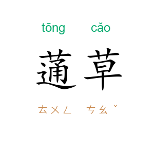 蓪草