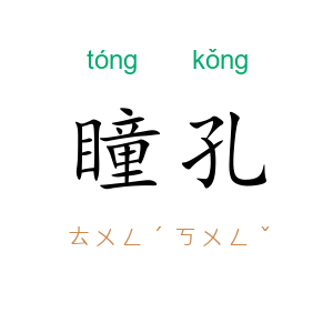 瞳孔