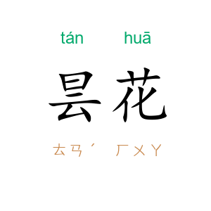 昙花