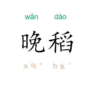晚稻