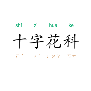十字花科