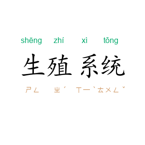 生殖系统