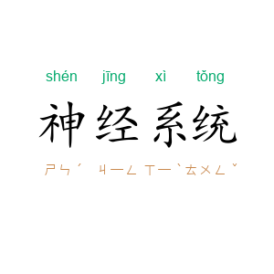 神经系统