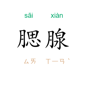 腮腺