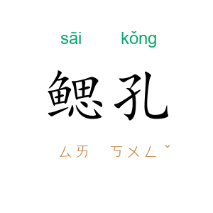 鳃孔