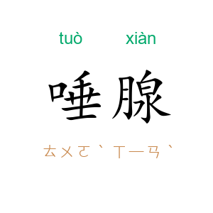 唾腺
