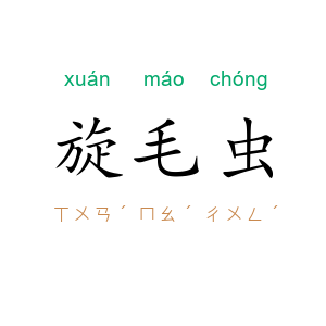 旋毛虫