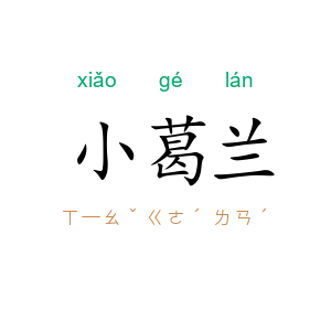 小葛兰