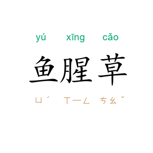 鱼腥草