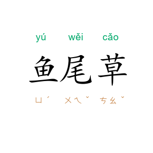 鱼尾草