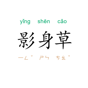 影身草