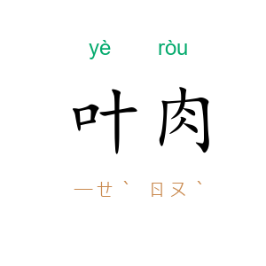 叶肉
