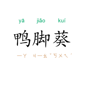 鸭脚葵