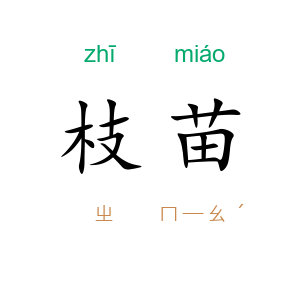 枝苗