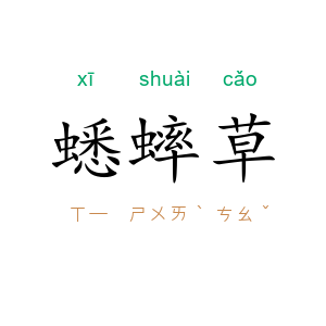 蟋蟀草
