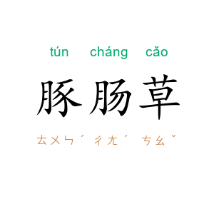 豚肠草