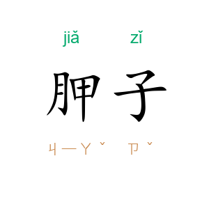 胛子