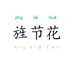 旌节花