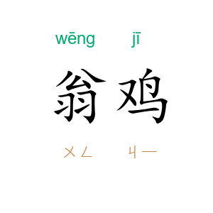 翁鸡