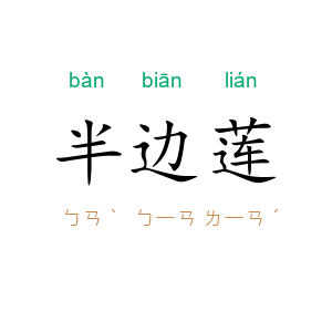 半边莲
