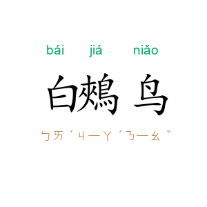 白鵊鸟