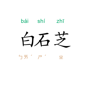 白石芝