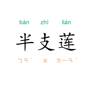 半支莲
