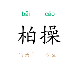柏操