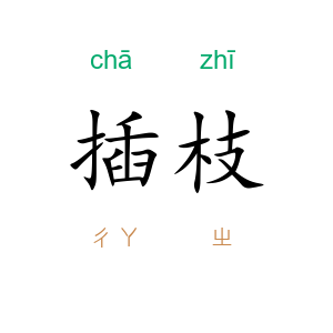 插枝