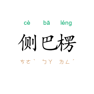 侧巴楞
