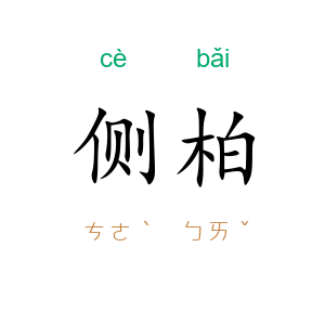 侧柏